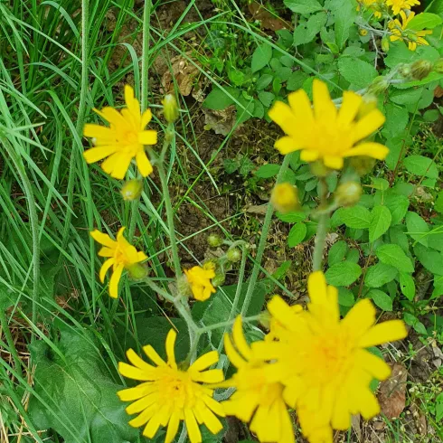 Kräuterwanderung 1 (© TI Wachenheim)