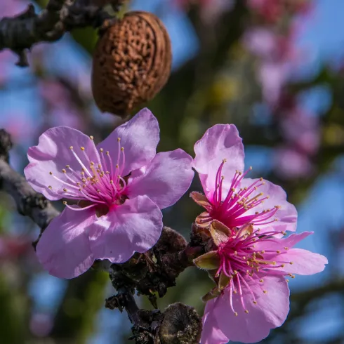 Mandelblüte 1 (© TI Wachenheim)