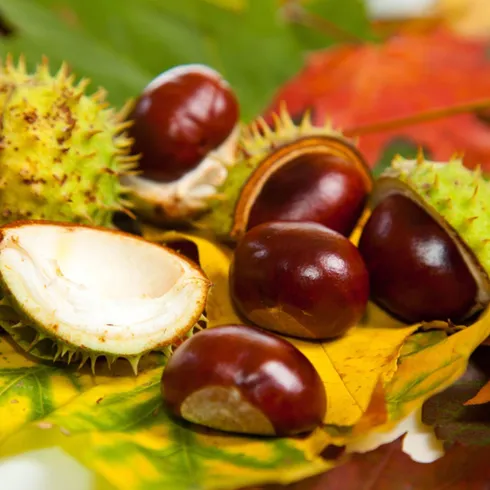 Kastanien (© TI Wachenheim)