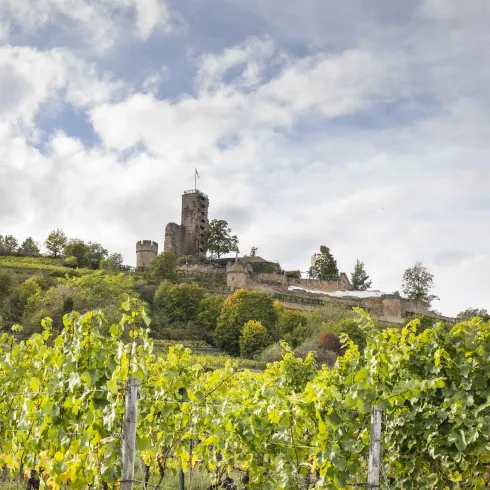 Eine malerische Weinlandschaft mit Reben im Vordergrund und einer alten Burg auf einem Hügel. Der Himmel ist bewölkt und die Natur ist grün und lebendig.