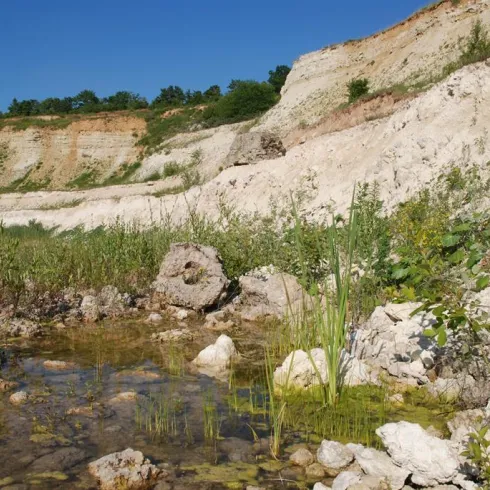 Dachsberg Göllheim (© Donnersberg-Touristik-Verband e.V.)