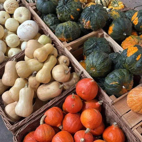 Kürbisse