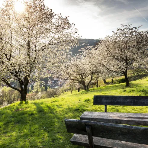 Eine malerische Landschaft mit blühenden Bäumen und einer Bank auf der grünen Wiese. Die Sonne scheint und sorgt für eine warme Atmosphäre.