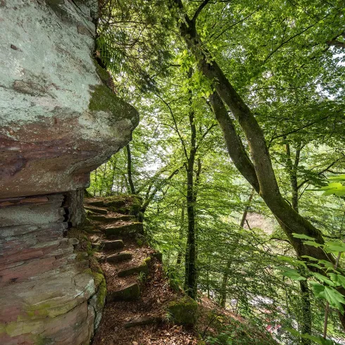 Ein schmaler Pfad führt entlang einer Felswand, umgeben von dichtem Grün. Hohe Bäume und Sonnenlicht schaffen eine gemütliche, natürliche Atmosphäre.