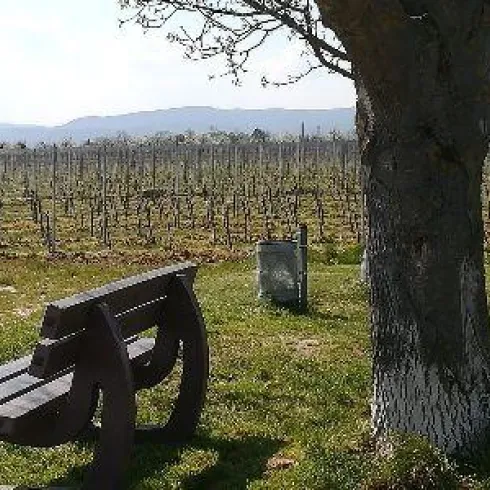 Ruhebank am Nussbaum