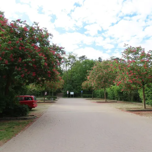 Ein Parkplatz der durch Bäume mit roten Blüten getrennt und geordnet wird. Der Parkplatz ist gepflastert.