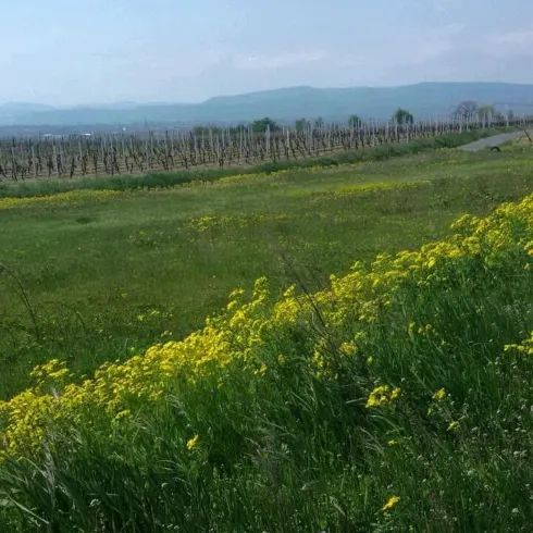 Eine Aussicht auf grüne Wiese mit gelben Blumen.