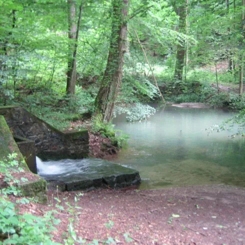 Ein ruhiger Teich umgeben von dichten, grünen Bäumen. Das Wasser fließt sanft über eine kleine Mauer.