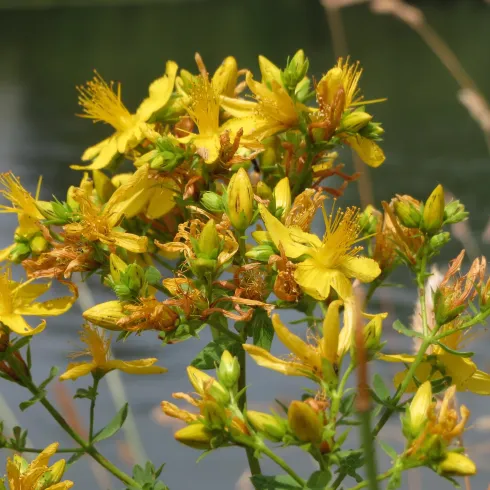 Eine Gruppe von gelben Blumen wächst am Ufer eines Gewässers. Die Blüten zeigen sich in voller Blüte und strahlen hell in der Sonne.