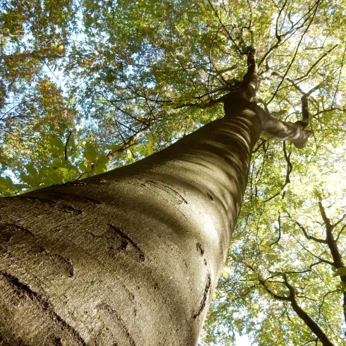Ein hoher Baum, von unten nach oben fotografiert. Die Blätter leuchten im Sonnenlicht durch den klaren Himmel.