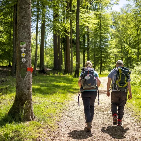 Zwei Wanderer gehen auf einem Waldweg. Umgeben von grünen Bäumen und sonnigem Wetter.