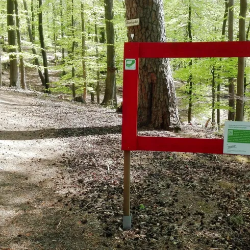 Hindenburgkiefer (© TI Landstuhl)