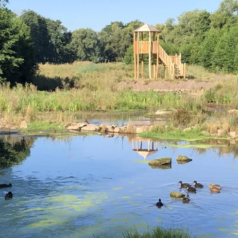 Ein ruhiger Teich mit Enten schwimmend und grünen Wasserpflanzen. Im Hintergrund steht ein Spielplatz aus Holz.