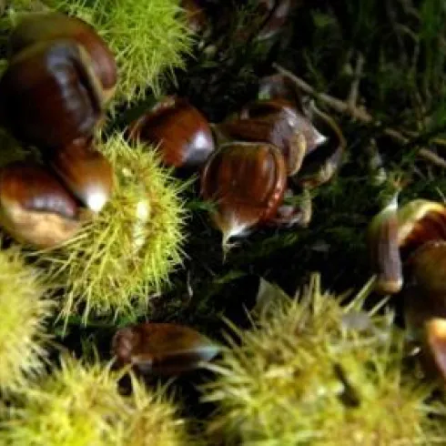 Eine Ansammlung von essbaren Kastanien, umgeben von stachligen Kastanienhüllen und grünem Moos. Die Szene vermittelt einen herbstlichen Eindruck.
