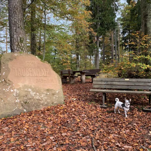 Ein ruhiger Waldplatz mit einem großen Stein, der "Taubenplatz" zeigt. Im Vordergrund steht eine Bank und ein kleiner Hund erkundet die Umgebung.