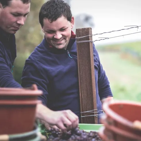 Zwei Männer ernten Trauben in einem Weinberg. Sie lächeln und arbeiten konzentriert zusammen.