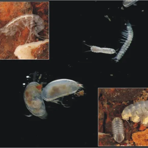 GW_Tiere_Zusammenstellung