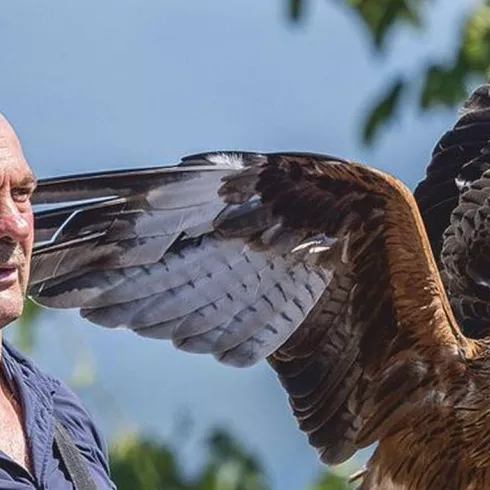 Adler bei der Flugshow