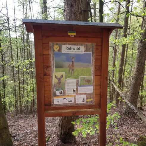 Infotafel Rehwild