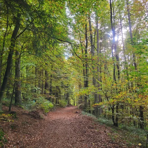 Ein malerischer Waldweg mit bunten Blättern und hohen Bäumen. Sanftes Licht fällt durch die Baumkronen und schafft eine ruhige Atmosphäre.