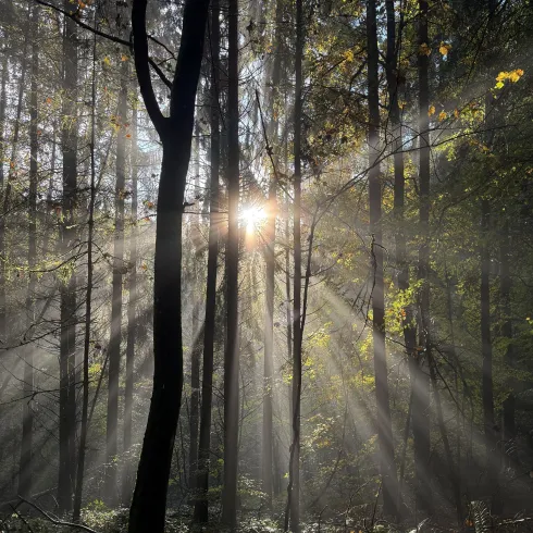 Sonnenstrahlen zwischen Bäumen