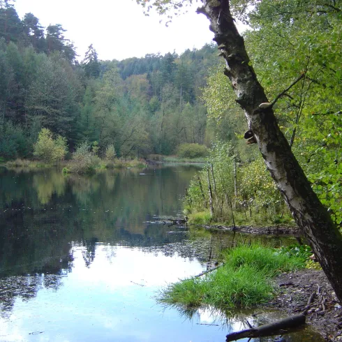 <p>Ein großer See umgeben von einem Wald, der Ungeheuersee 