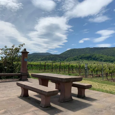 Ein schöner Ausblick auf Weinreben mit sanften Hügeln im Hintergrund. Ein Tisch und Bänke laden zum Verweilen ein.