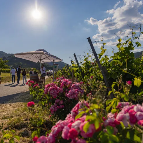 Ein schöner Weinberg mit pinken Blumen im Vordergrund. Im Hintergrund stehen Menschen unter einem Sonnenschirm.