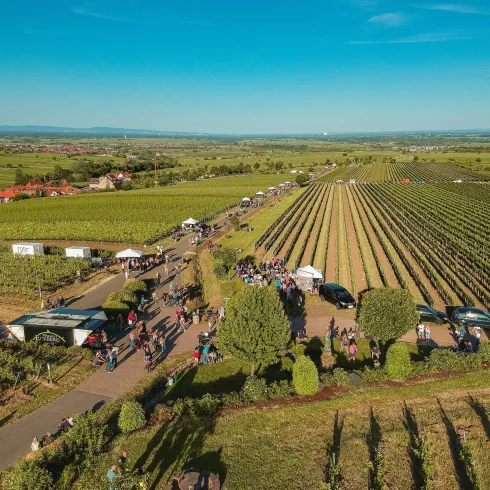 Luftaufnahme WeinWeg (© Thomas Hoecker/ St. Martin)