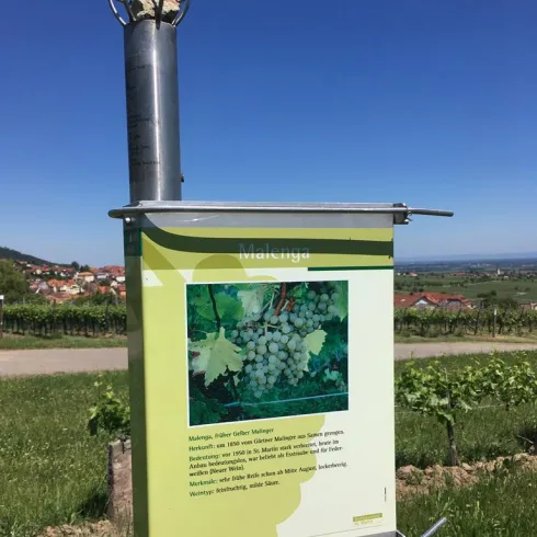 Wein- und Steinlehrpfad (© Tourist-Info St. Martin)