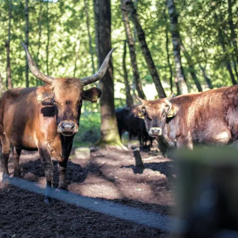 Zwei Kühe stehen im Wald. Die Sonne scheint durch die Bäume und beleuchtet die Tiere.