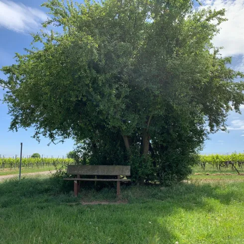 Flurbank in Richtung Gemarkungsgrenze zu Edenkoben (© Tourist-Info St. Martin)