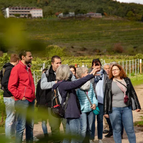 Tour durch Wald und Weinberge (© Tourist-Info St. Martin)