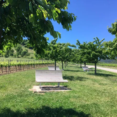 Ein malerischer Weg durch Weinreben mit grünen Bäumen. Bänke laden zum Entspannen ein.