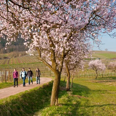 Wandern auf dem Mandelpfad (© Dominik Ketz)