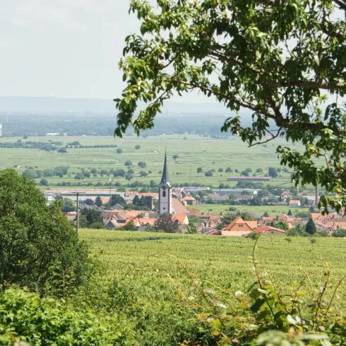 Eine idyllische Landschaft mit Weinbergen und einem kleinen Dorf im Hintergrund. Der Kirchturm ragt über die Dächer und die Natur ist üppig und grün.