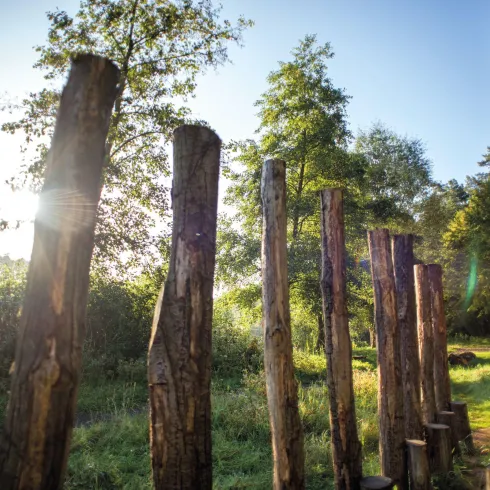 Eine malerische Waldlandschaft mit hohen Holzpfählen, die in die Höhe ragen. Im Hintergrund strahlt die Sonne durch das Blätterdach der Bäume.