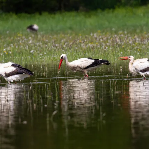 Drei Weißstörche stehen im flachen Wasser und suchen nach Nahrung. Im Hintergrund sieht man eine grüne Wiese mit blühenden Pflanzen.