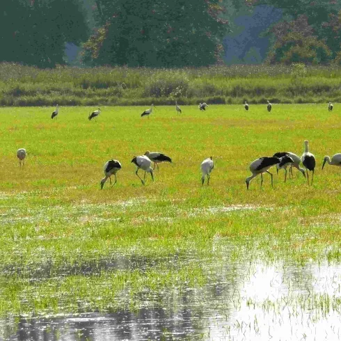 Eine Wiese mit vielen Störchen, die im Wasser und im Gras nach Nahrung suchen. Im Hintergrund sind Bäume und eine grüne Landschaft zu sehen.