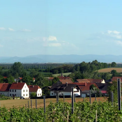 Eine malerische Landschaft mit Weinbergen und kleinen Häusern. Im Hintergrund sind sanfte Hügel und ein blauer Himmel zu sehen.