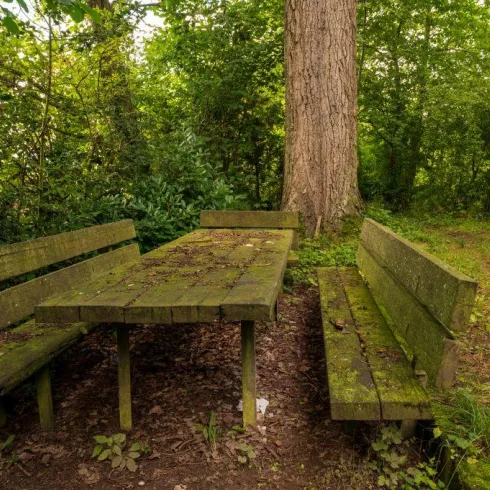 Ein rustikaler Holztisch mit Bänken im Wald, umgeben von grünen Bäumen. Die Möbel sind von Moos und Pflanzen bewachsen.