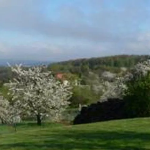 Eine grüne Wiese mit blühenden Bäumen und sanften Hügeln im Hintergrund. Der Himmel ist teils bewölkt und verleiht der Szene eine ruhige Atmosphäre.