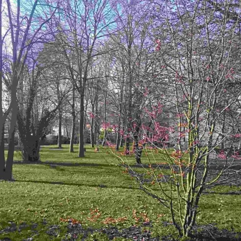 Ein Park mit kahlen Bäumen und einem grünen Rasen. Ein kleiner Baum blüht in bunten Farben.