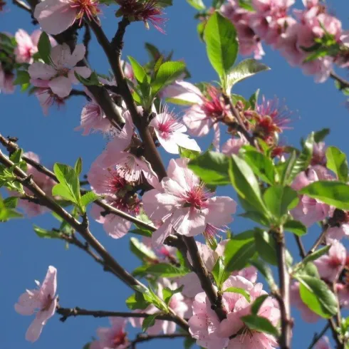 Mandelblütenfoto Annelene (© Südliche Weinstrasse Herxheim)