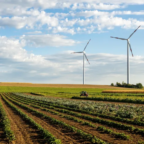 Gemüsegarten RheinPfalz