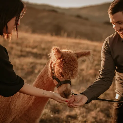 Alpaka frisst aus der Hand