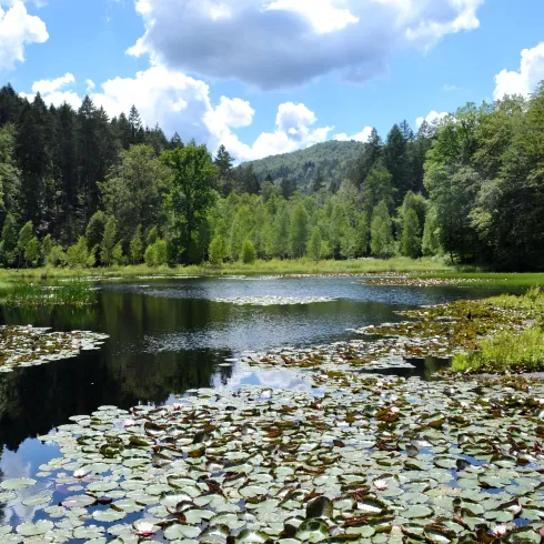 Seerosenweiher Moosbach