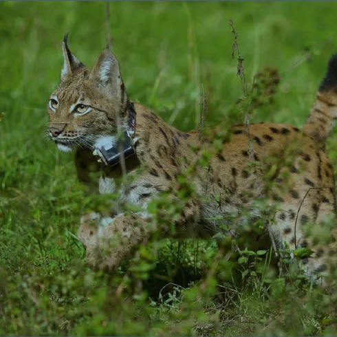 Luchs (© Stiftung NAtur und Umwelt RLP)