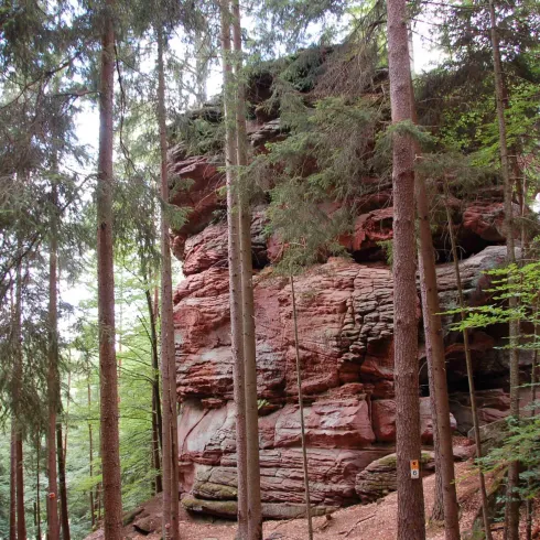 Ein beeindruckender Felsen inmitten eines grünen Waldes. Hohe Bäume umgeben die rot gefärbte Felsformation.