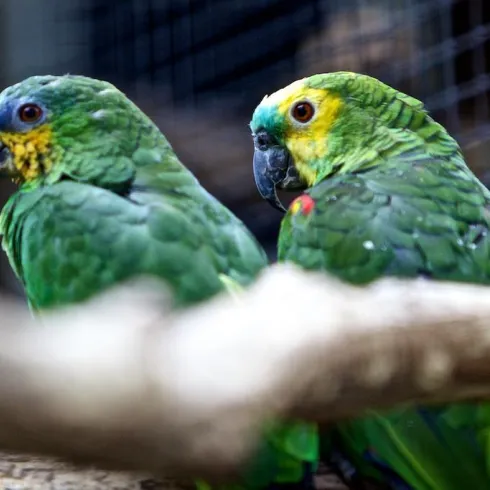 Zwei grüne Papageien sitzen auf einem Ast. Sie haben gelbe und orangefarbene Farbtöne im Gefieder.